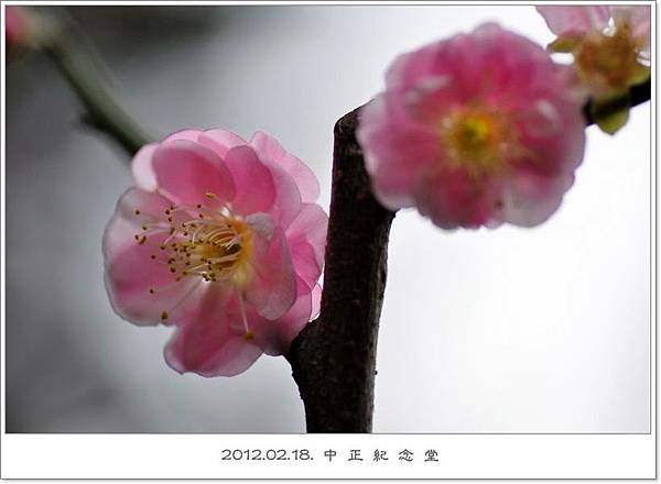 120218--cherry blossoms D5000 032-800-shadow.jpg