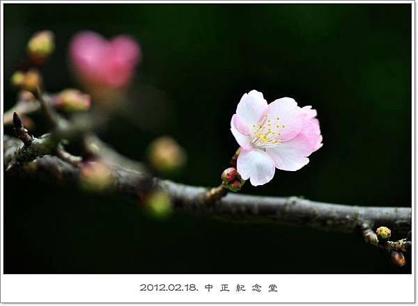 120218--cherry blossoms D5000 047-800-shadow.jpg