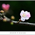 120218--cherry blossoms D5000 047-800-shadow.jpg