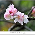 120218--cherry blossoms D5000 050-800-shadow.jpg