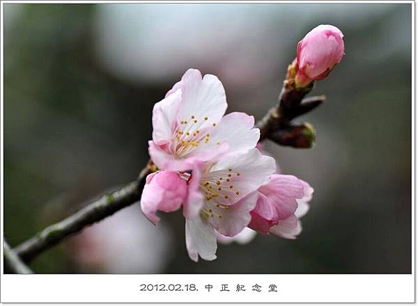 120218--cherry blossoms D5000 051-800-shadow.jpg