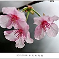 120218--cherry blossoms D5000 059-800-shadow.jpg