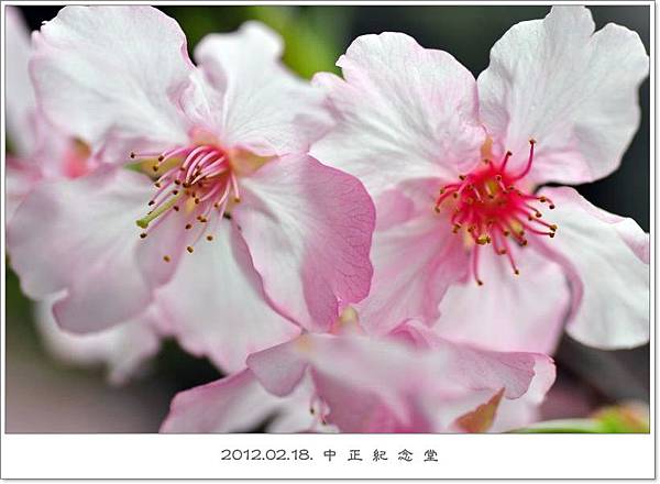 120218--cherry blossoms D5000 063-800-shadow.jpg