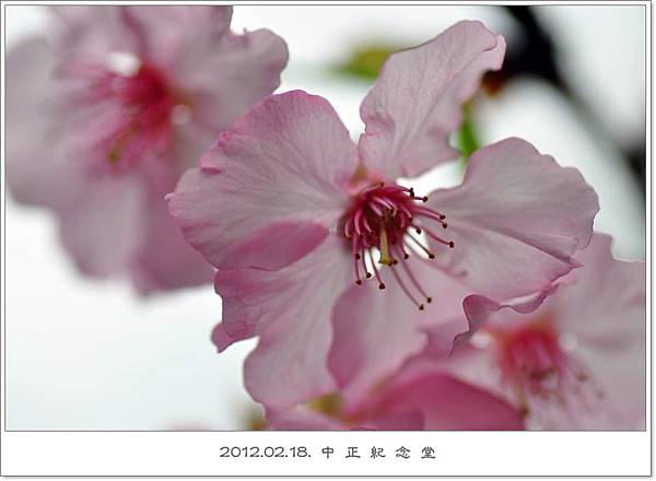 120218--cherry blossoms D5000 079-800-shadow.jpg