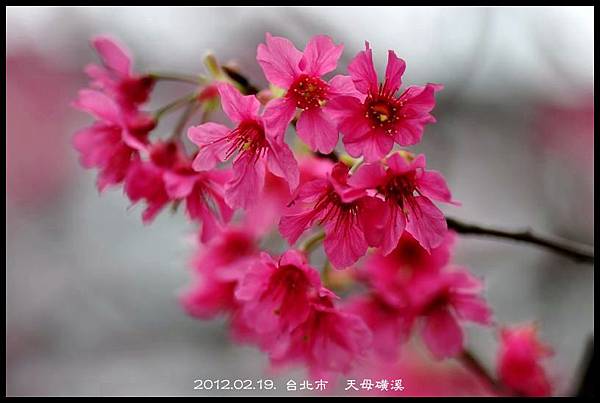 120219--cherry blossoms D5000 001-800-shadow.jpg