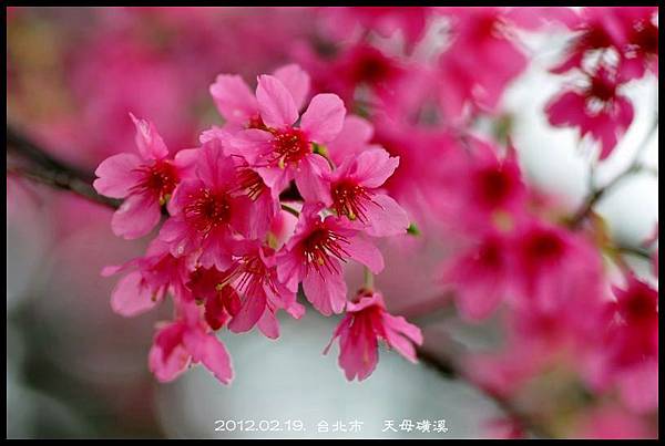 120219--cherry blossoms D5000 021-800-shadow.jpg