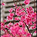 120219--cherry blossoms D5000 070-800-shadow.jpg