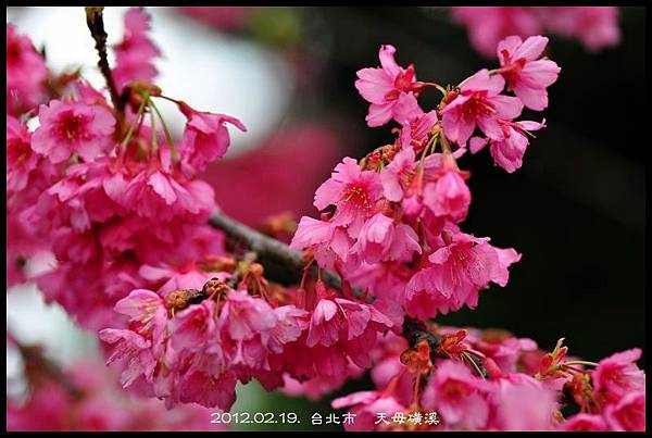 120219--cherry blossoms D5000 077-800-shadow.jpg