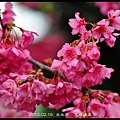 120219--cherry blossoms D5000 077-800-shadow.jpg