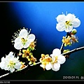 nEO_IMG_130111--plum blossom 002-800