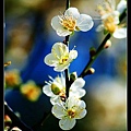 nEO_IMG_130111--plum blossom 008-800