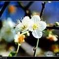 nEO_IMG_130111--plum blossom 011-800