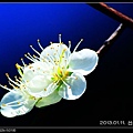 nEO_IMG_130111--plum blossom 029-800