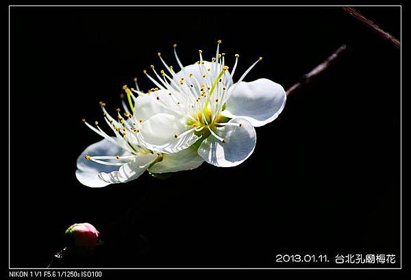 nEO_IMG_130111--plum blossom 035-800
