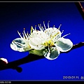 nEO_IMG_130111--plum blossom 045-800