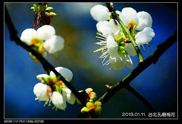 nEO_IMG_130111--plum blossom 054-800