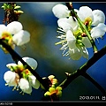 nEO_IMG_130111--plum blossom 054-800