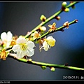 nEO_IMG_130111--plum blossom 072-800