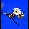 nEO_IMG_130111--plum blossom 074-800