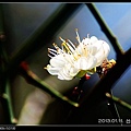 nEO_IMG_130111--plum blossom 086-800