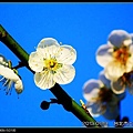 nEO_IMG_130119--plum blossom V1 007-800