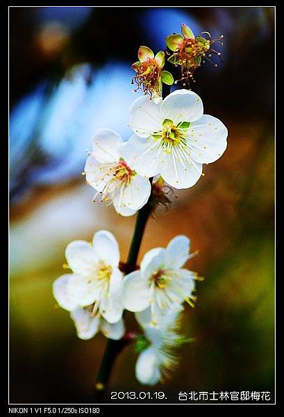 nEO_IMG_130119--plum blossom V1 015-800