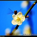 nEO_IMG_130119--plum blossom V1 020-800