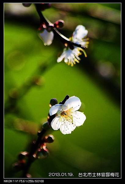 nEO_IMG_130119--plum blossom V1 038-800