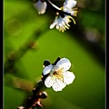 nEO_IMG_130119--plum blossom V1 038-800