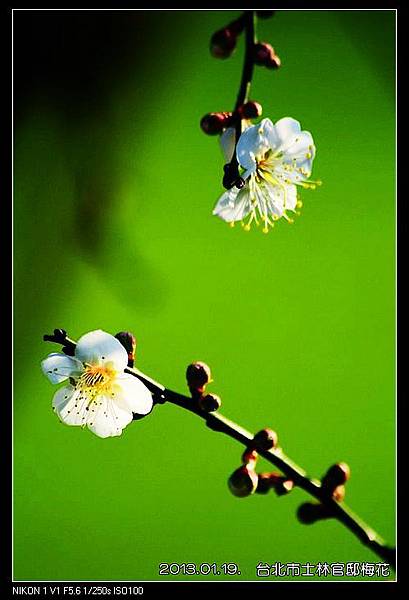 nEO_IMG_130119--plum blossom V1 041-800