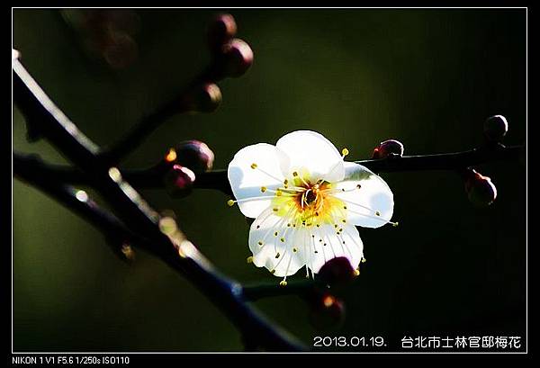 nEO_IMG_130119--plum blossom V1 050-800