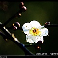 nEO_IMG_130119--plum blossom V1 050-800