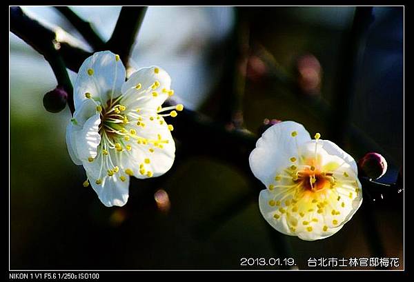nEO_IMG_130119--plum blossom V1 058-800