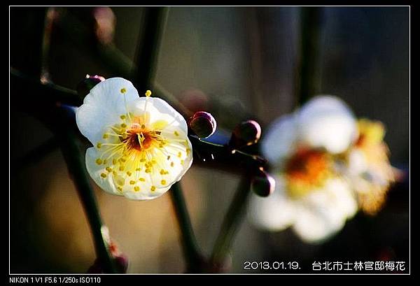 nEO_IMG_130119--plum blossom V1 059-800