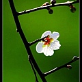 nEO_IMG_130119--plum blossom V1 061-800