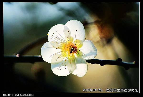 nEO_IMG_130119--plum blossom V1 090-800