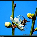 nEO_IMG_130119--plum blossom V1 104-800