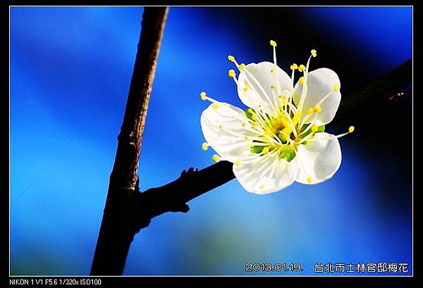 nEO_IMG_130119--plum blossom V1 116-800