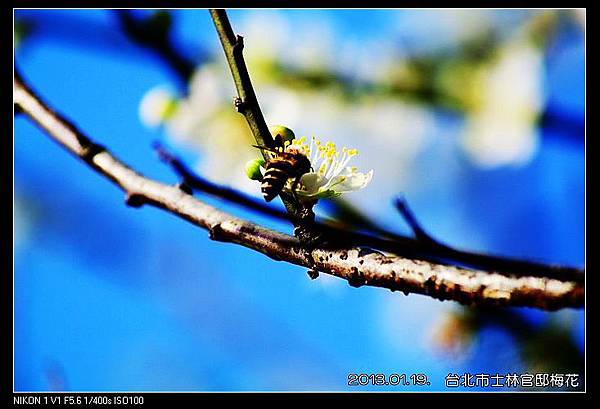 nEO_IMG_130119--plum blossom V1 117-800