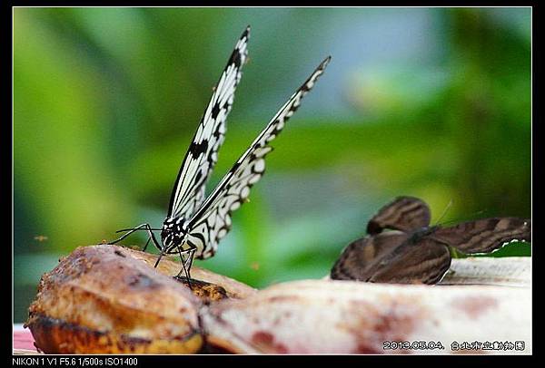 nEO_IMG_130504--Butterfly & Koala V1 007-800