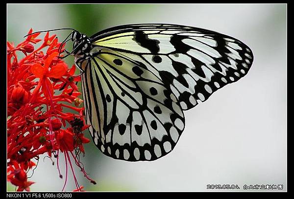 nEO_IMG_130504--Butterfly & Koala V1 086-800