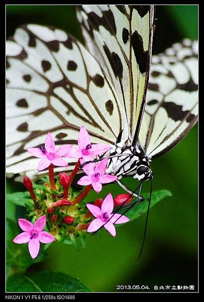 nEO_IMG_130504--Butterfly & Koala V1 156-800