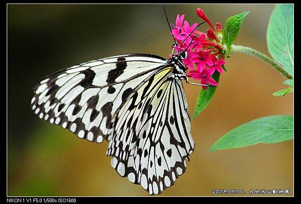 nEO_IMG_130504--Butterfly & Koala V1 192-800