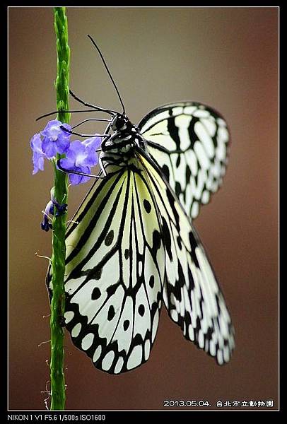 nEO_IMG_130504--Butterfly & Koala V1 240-800