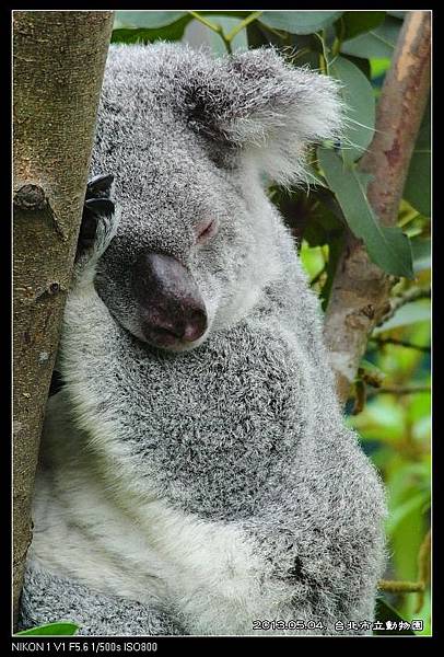 nEO_IMG_130504--Butterfly & Koala V1 328-800