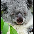 nEO_IMG_130504--Butterfly & Koala V1 347-800