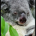 nEO_IMG_130504--Butterfly & Koala V1 351-800