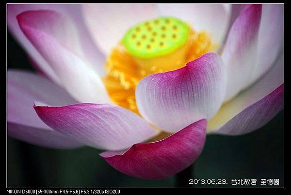 nEO_IMG_130623--ZD Yuan waterlily 019-800