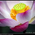 nEO_IMG_130623--ZD Yuan waterlily 019-800