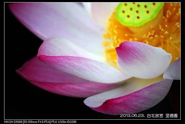 nEO_IMG_130623--ZD Yuan waterlily 030-800